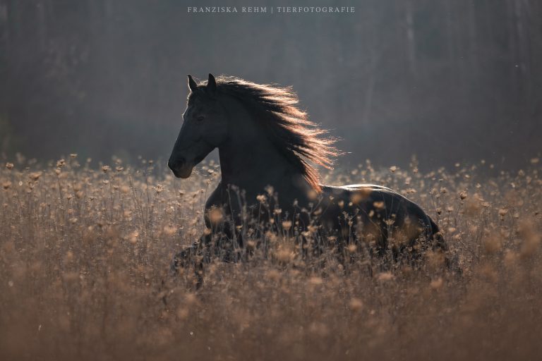 Pferde: Galoppierender Friese mit wehender Mähne im Feld. Die Mähne weht im Wind und glänzt durch den Lichteinfall.