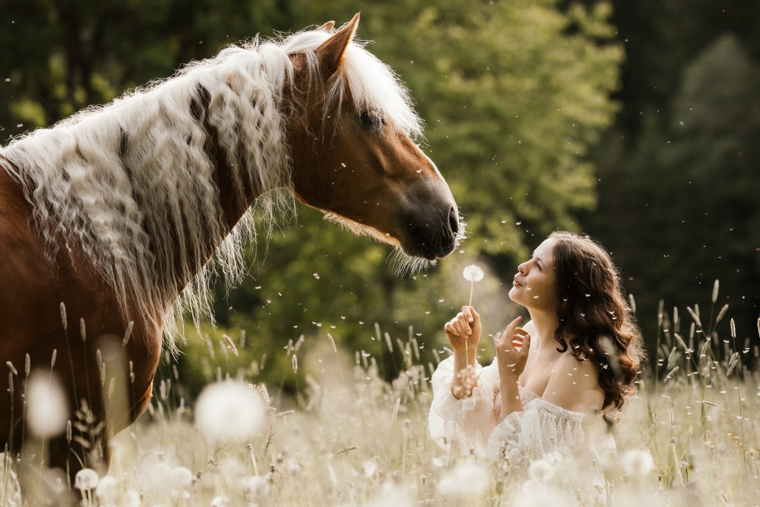 Haflinger mit Frau und Pusteblume in einer blühenden Wiese